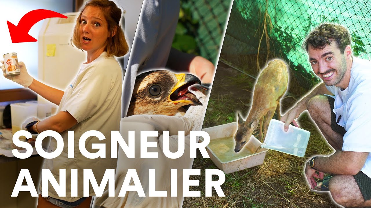 DEVENIR SOIGNEUR ANIMALIER : réalité du métier, refuges, formations, salaires...